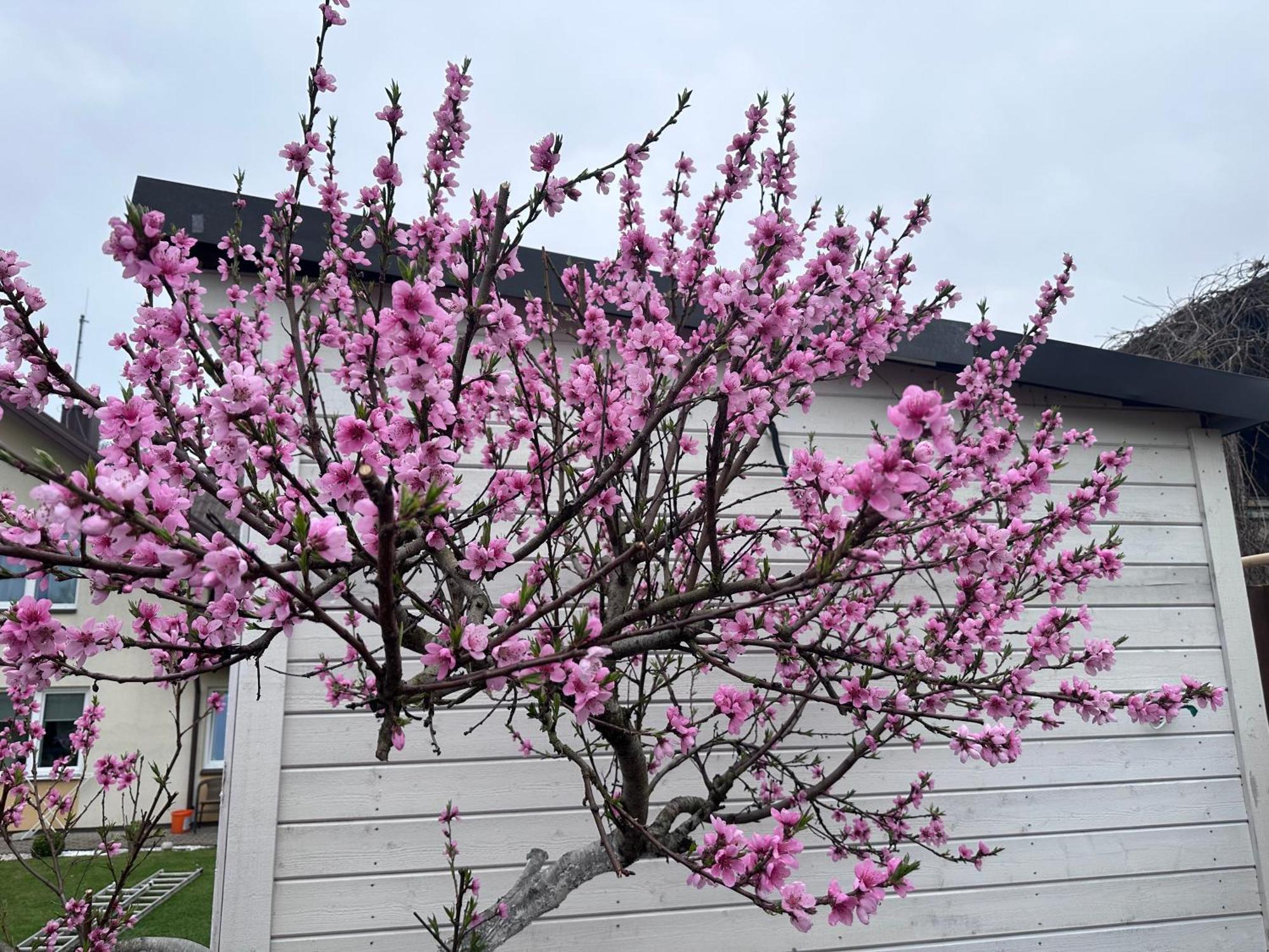 Maironio Apartamentai Palanga Dış mekan fotoğraf